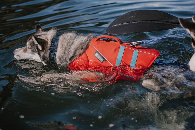 Best Dog Life Jacket Canada Whatever Floats Your… Dog?